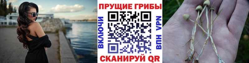 Псилоцибиновые грибы Cubensis Анива